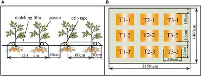 Irrigation scheduling for potatoes (Solanum tuberosum L.) under drip irrigation in an arid region using AquaCrop model